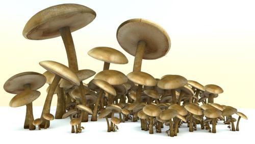 mushrooms preview image